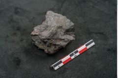 Foto (Seitenansicht) von Plantae indet.  (NHMW-GEO-2024-0188-11576)